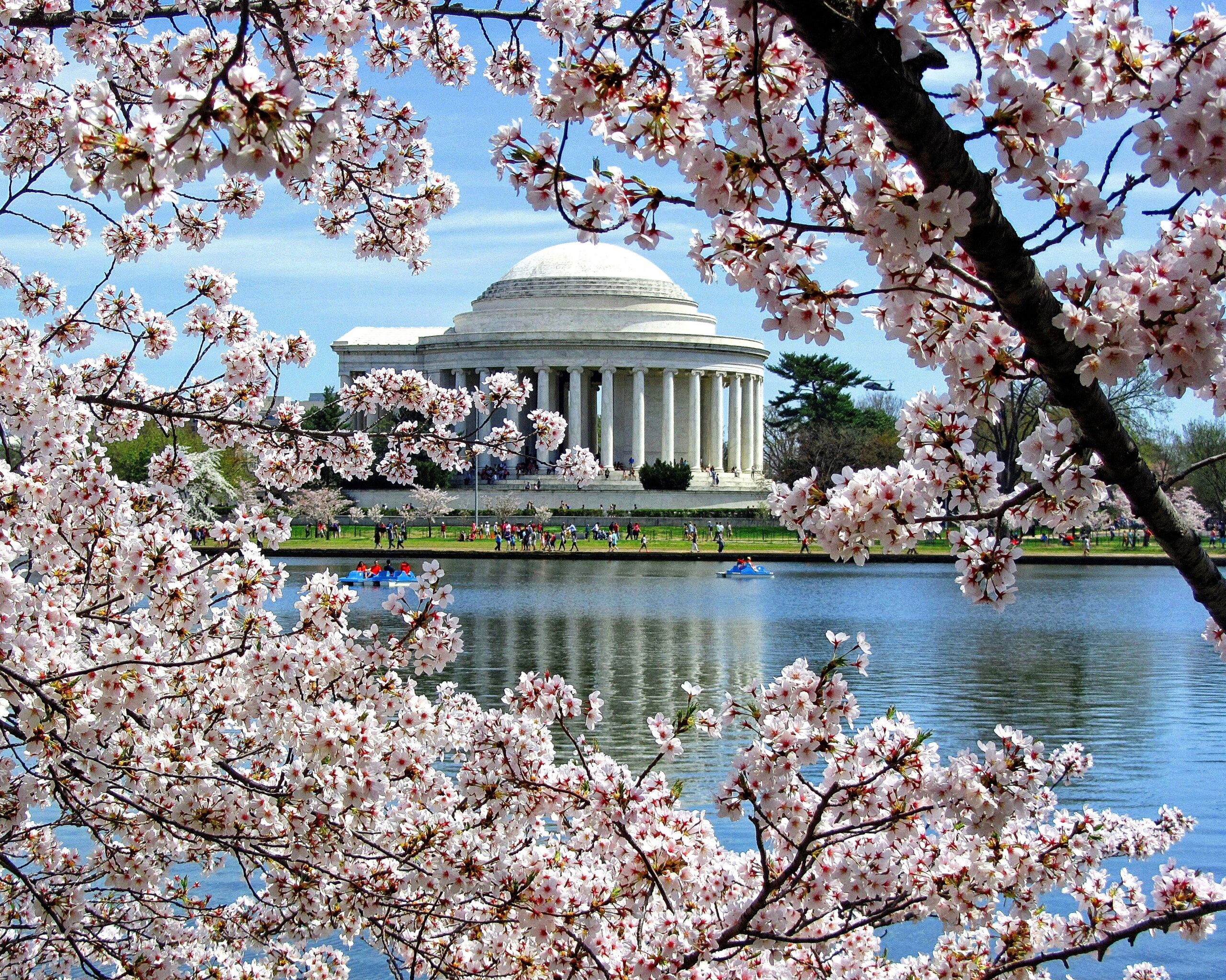The Jefferson Memorial across the Tidal Basin during peak cherry blossom bloom in Washington, DC